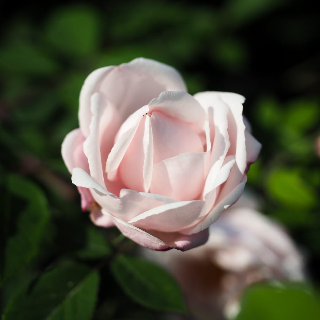 Ketoruusu 'Splendens'