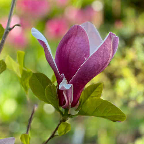 Magnolia 'March Till Frost' 100-125 cm