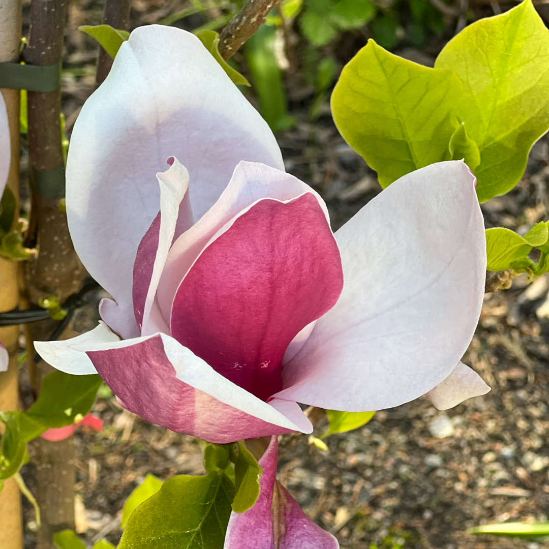 Magnolia 'March Till Frost' 100-125 cm