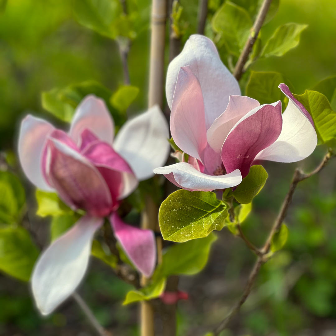 Magnolia 'March Till Frost' 100-125 cm