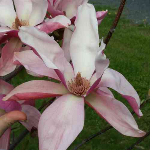 Magnolia 'Daybreak'