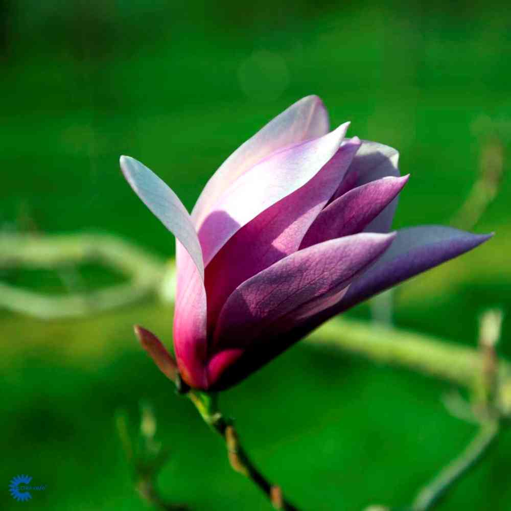 Rosenmagnolia 'Susan'