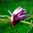 Rosenmagnolia 'Susan'