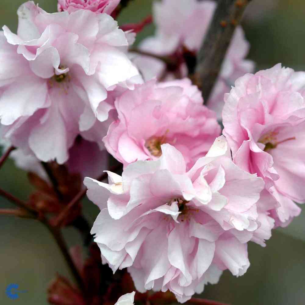 Prunus serrulata