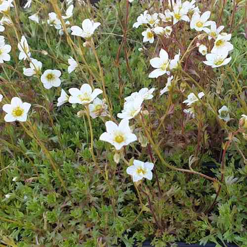 Patjarikko 'Carpet White'