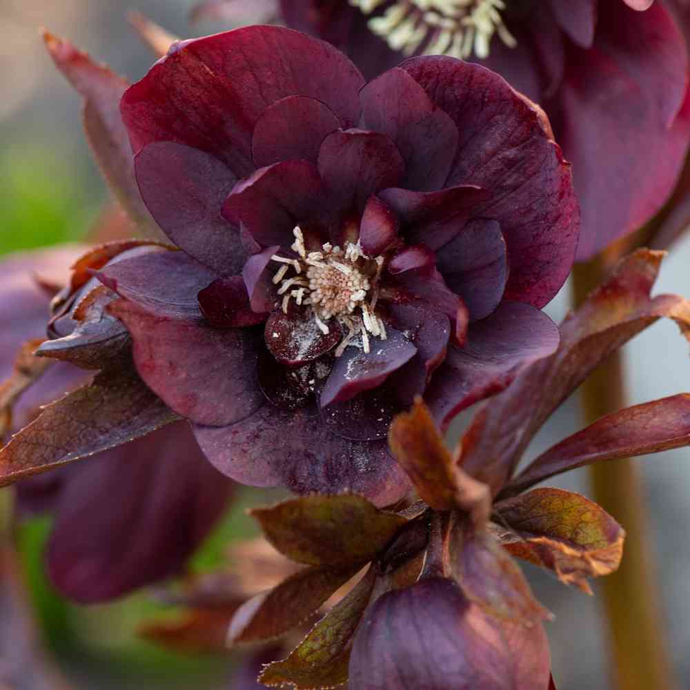 Tarhajouluruusu 'Double Ellen Purple'
