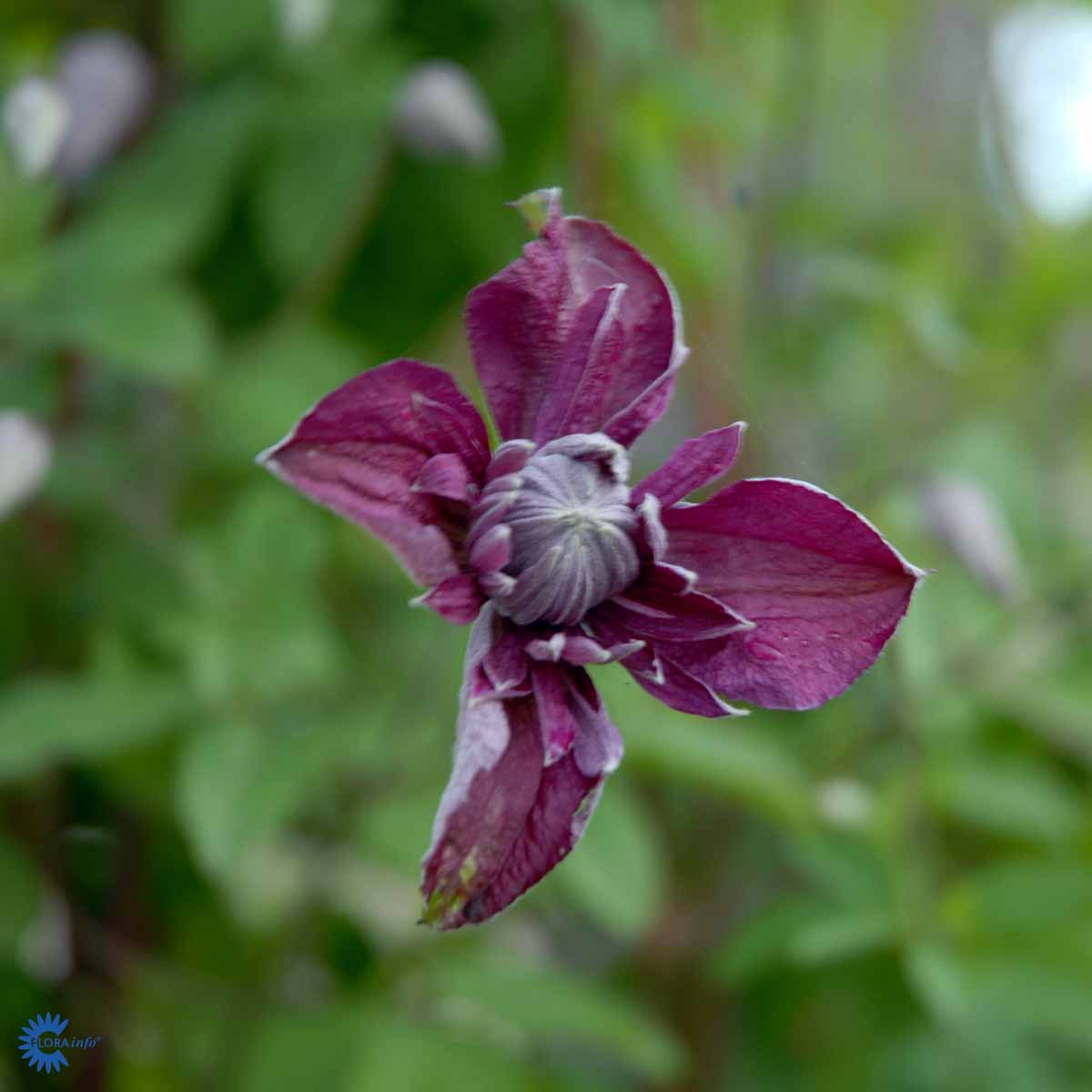 Clematis Clematis Viticella 'Purpurea Plena Elegans'