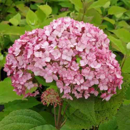 Pallohortensia 'Bubblegum'