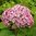 Pallohortensia Candybell® 'Bubblegum'