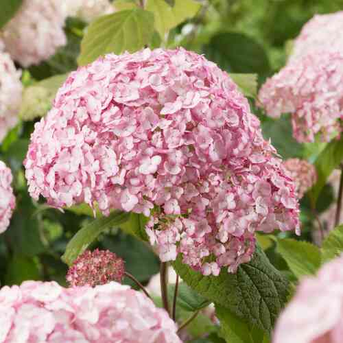 Pallohortensia 'Bubblegum'