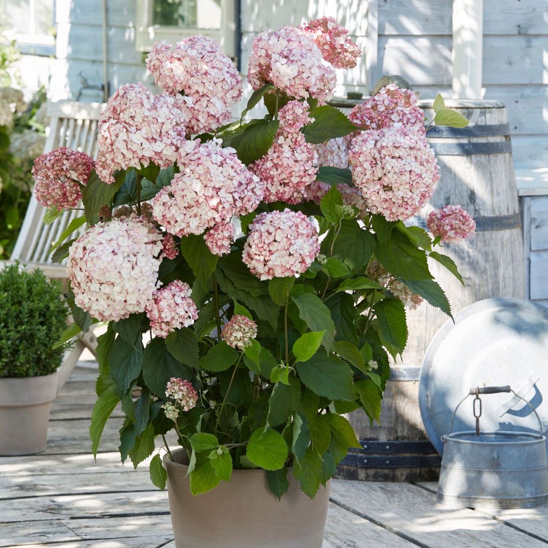 pallohortensia-bubblegum-mustila-puutarha