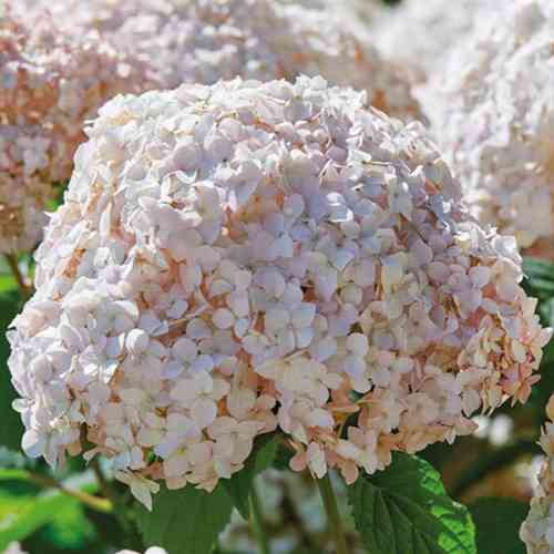 Pallohortensia Candybell® 'Marshmallow'