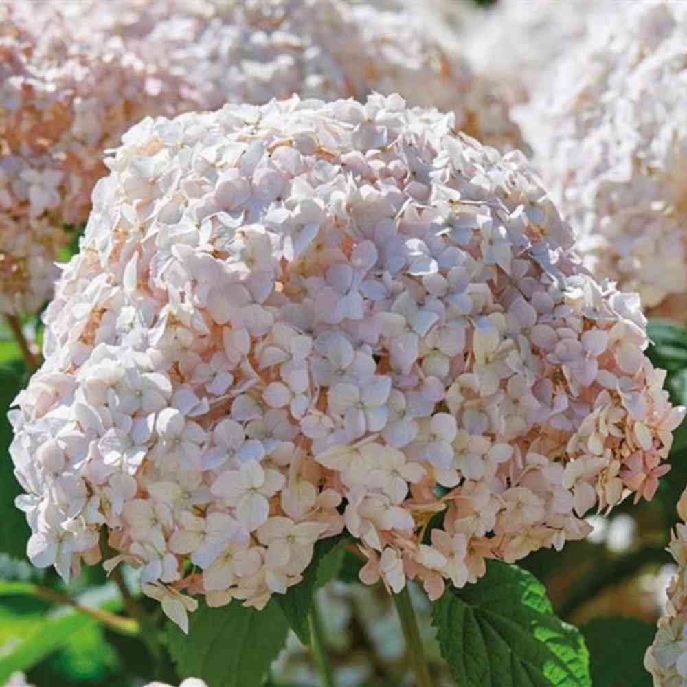 Pallohortensia Candybell® 'Marshmallow'