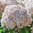 Pallohortensia Candybell® 'Marshmallow'