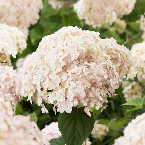 Vidjehortensia 'Marshmallow'
