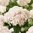 Vidjehortensia 'Marshmallow'
