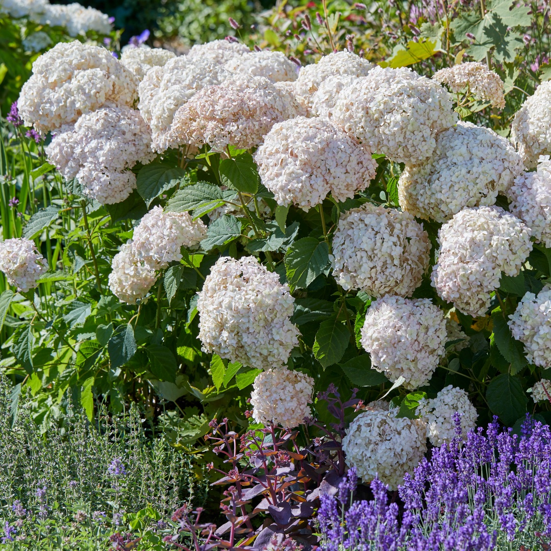 pallohortensia-marshmallow-mustila-puutarha