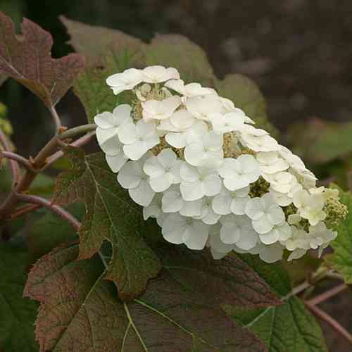 Tammihortensia 'Snow Queen'