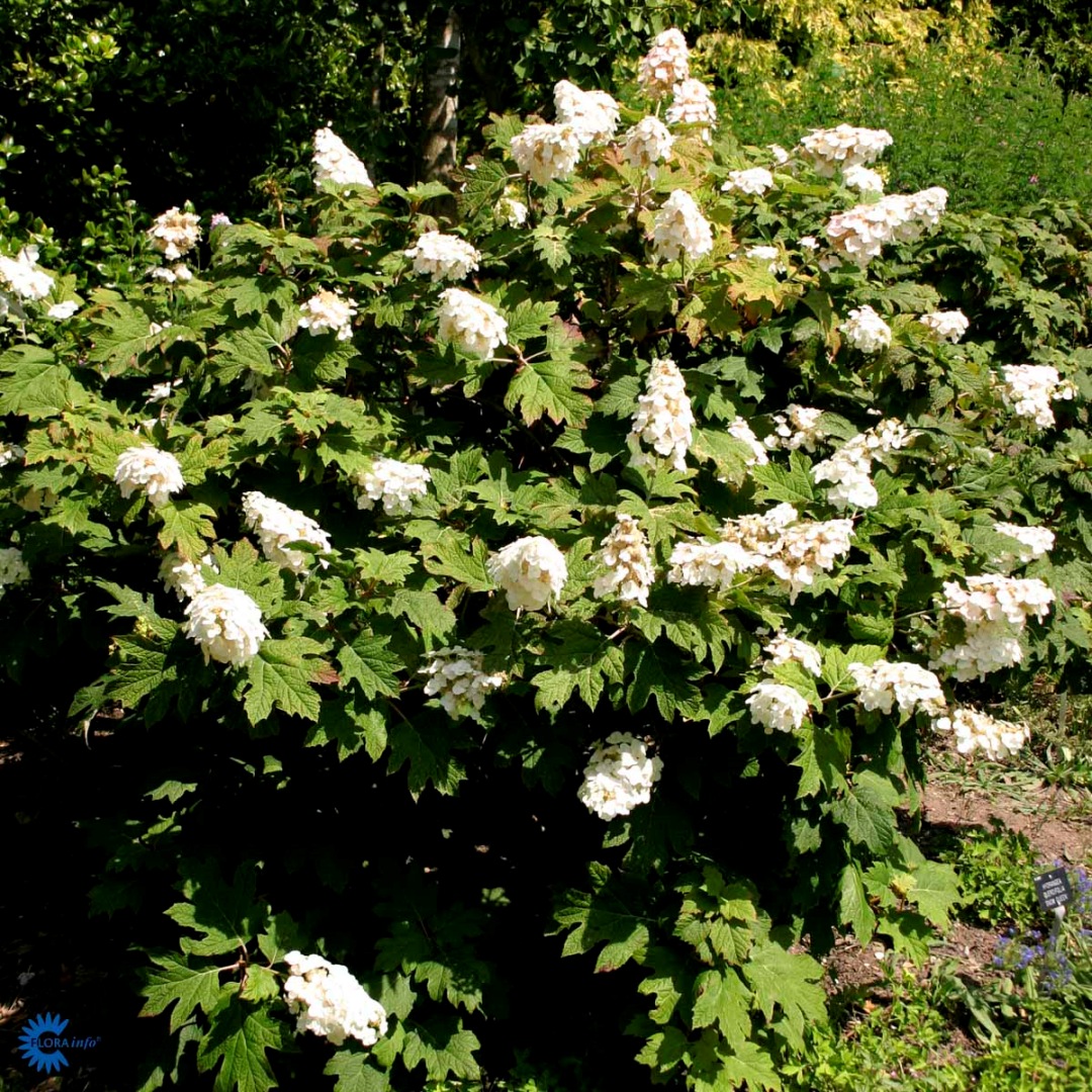 Tammihortensia 'Snow Queen'