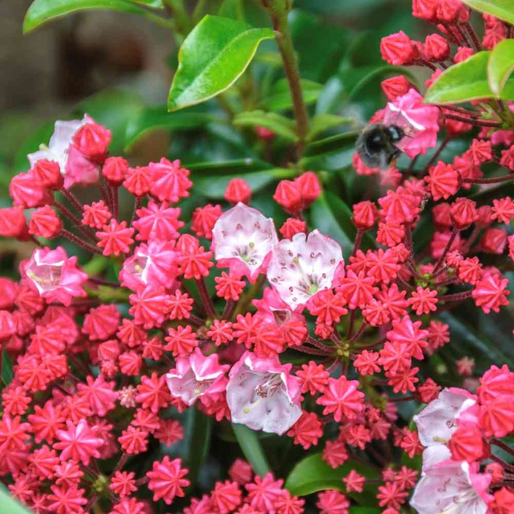 Leveälehtikalmia 'Little Linda'