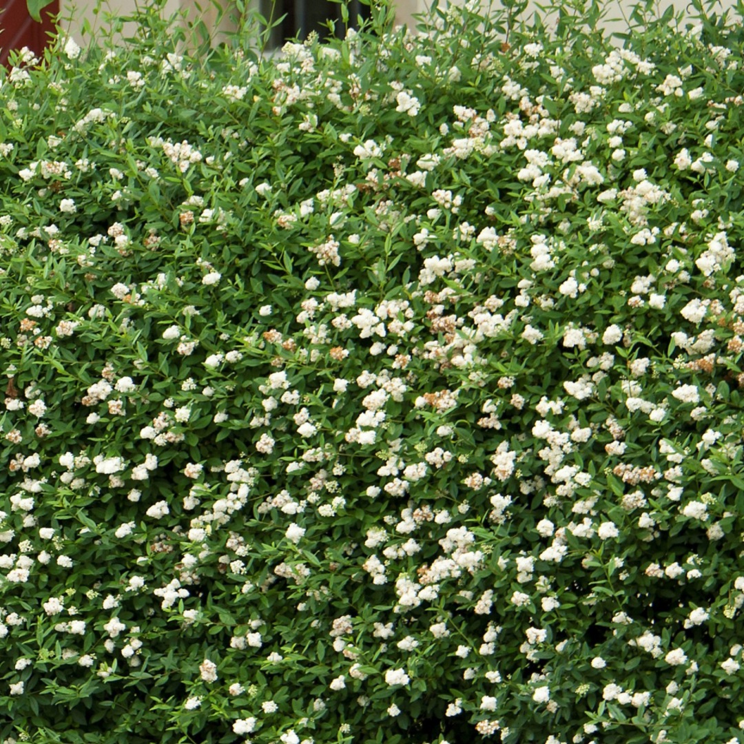 Liguster 'Atrovirens Select' 50-60 cm