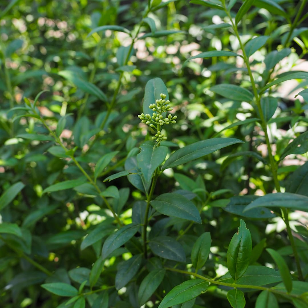 Aitalikusteri 'Atrovirens Select'