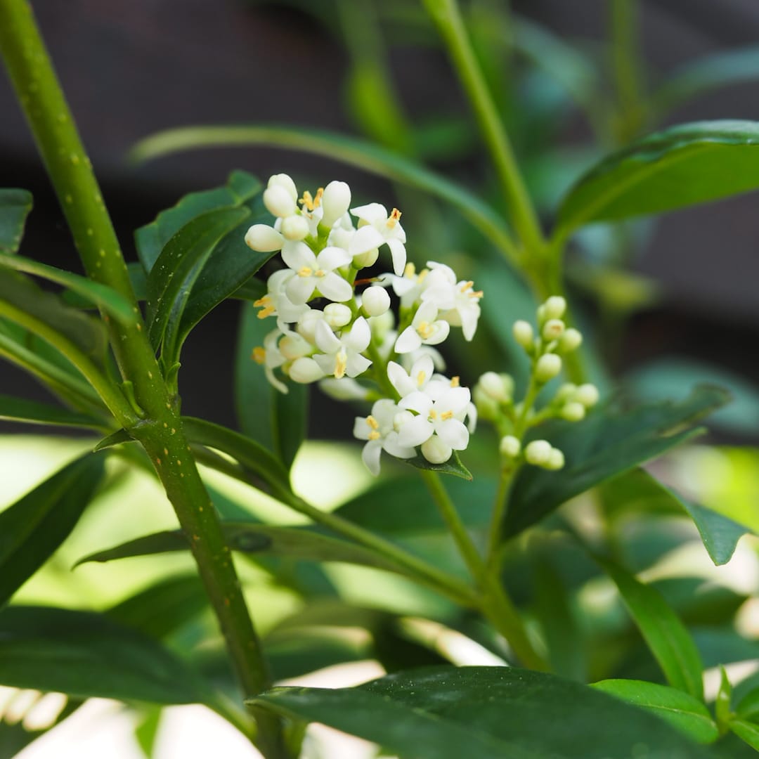 Aitalikusteri 'Atrovirens Select'