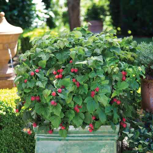 Vadelma BrazelBerry ® 'Raspberry Shortcake' 