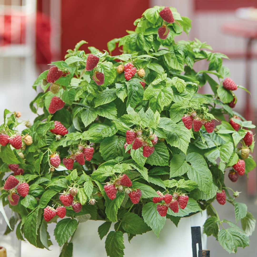 Vadelma BrazelBerry ® 'Raspberry Shortcake' 