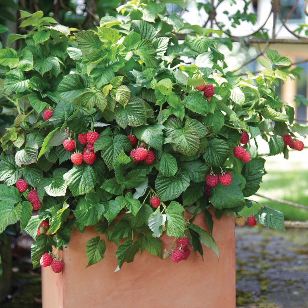 Vadelma BrazelBerry ® 'Raspberry Shortcake' 