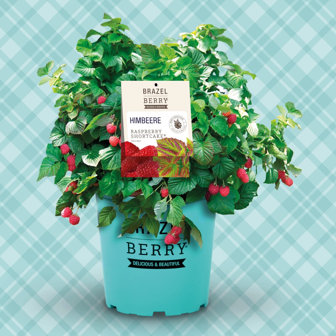 Vadelma BrazelBerry ® 'Raspberry Shortcake' 