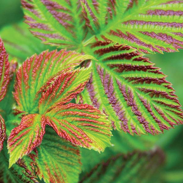 Vadelma BrazelBerry ® 'Raspberry Shortcake' 