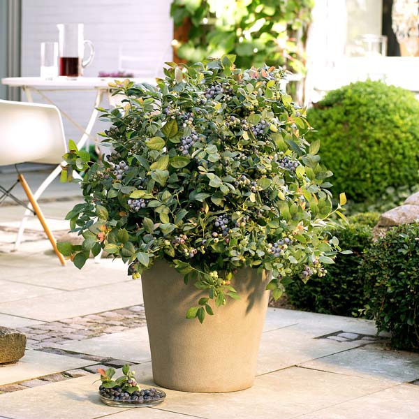 Pensasmustikka BrazelBerry ® 'Pink Breeze'