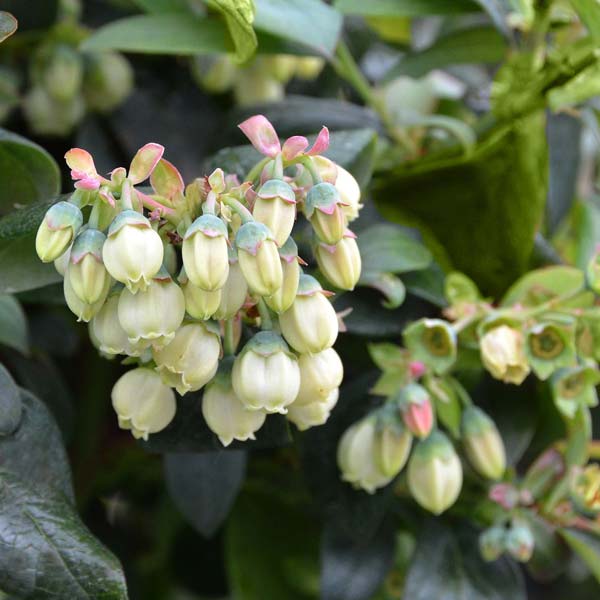 Pensasmustikka BrazelBerry ® 'Pink Breeze'