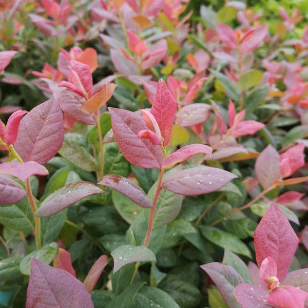 Pensasmustikka BrazelBerry ® 'Pink Breeze'