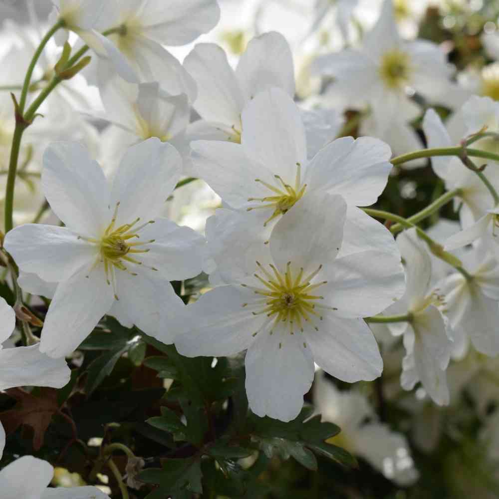 Kärhö 'Avalanche'