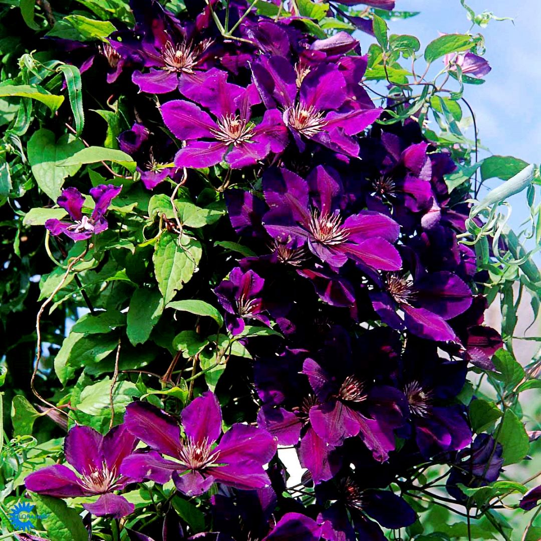 Loistokärhö 'Gipsy Queen'