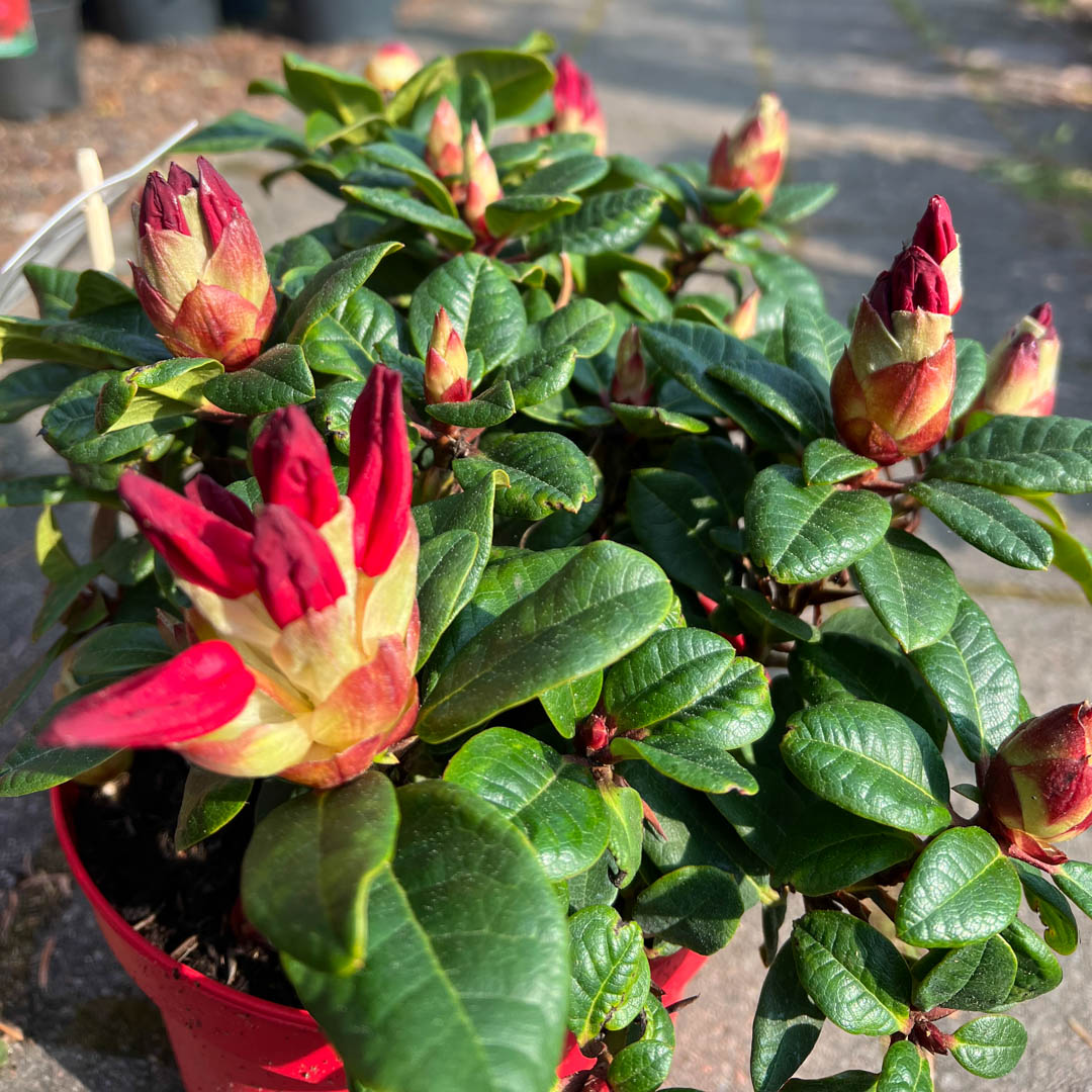 Alppiruusu 'Lilly Bell Love'