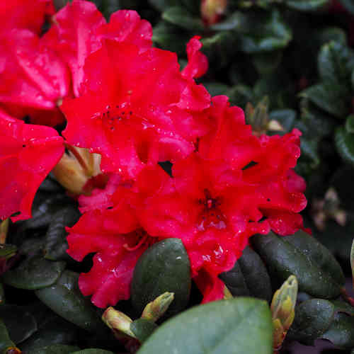 Alppiruusu 'Lilly Bell Love'
