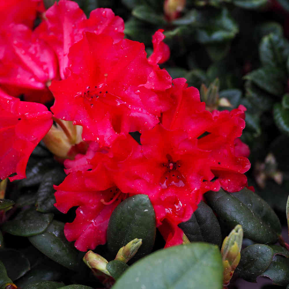 Alppiruusu 'Lilly Bell Love'