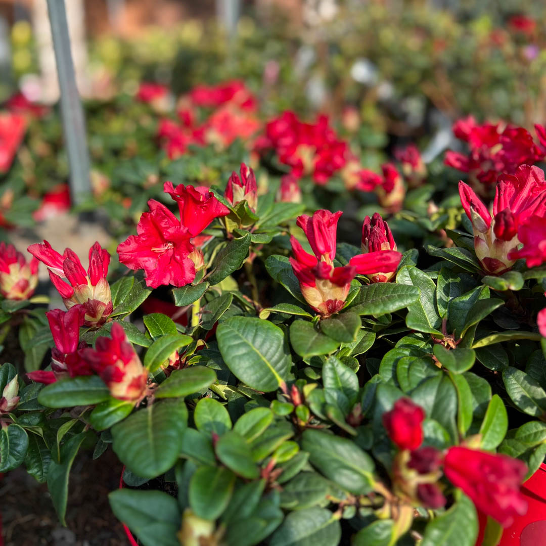 Alppiruusu 'Lilly Bell Love'