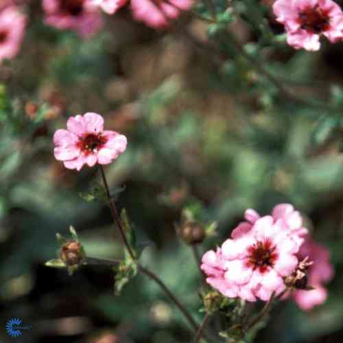 Potentilla nepalensis