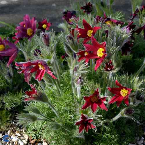 Pulsatilla vulgaris