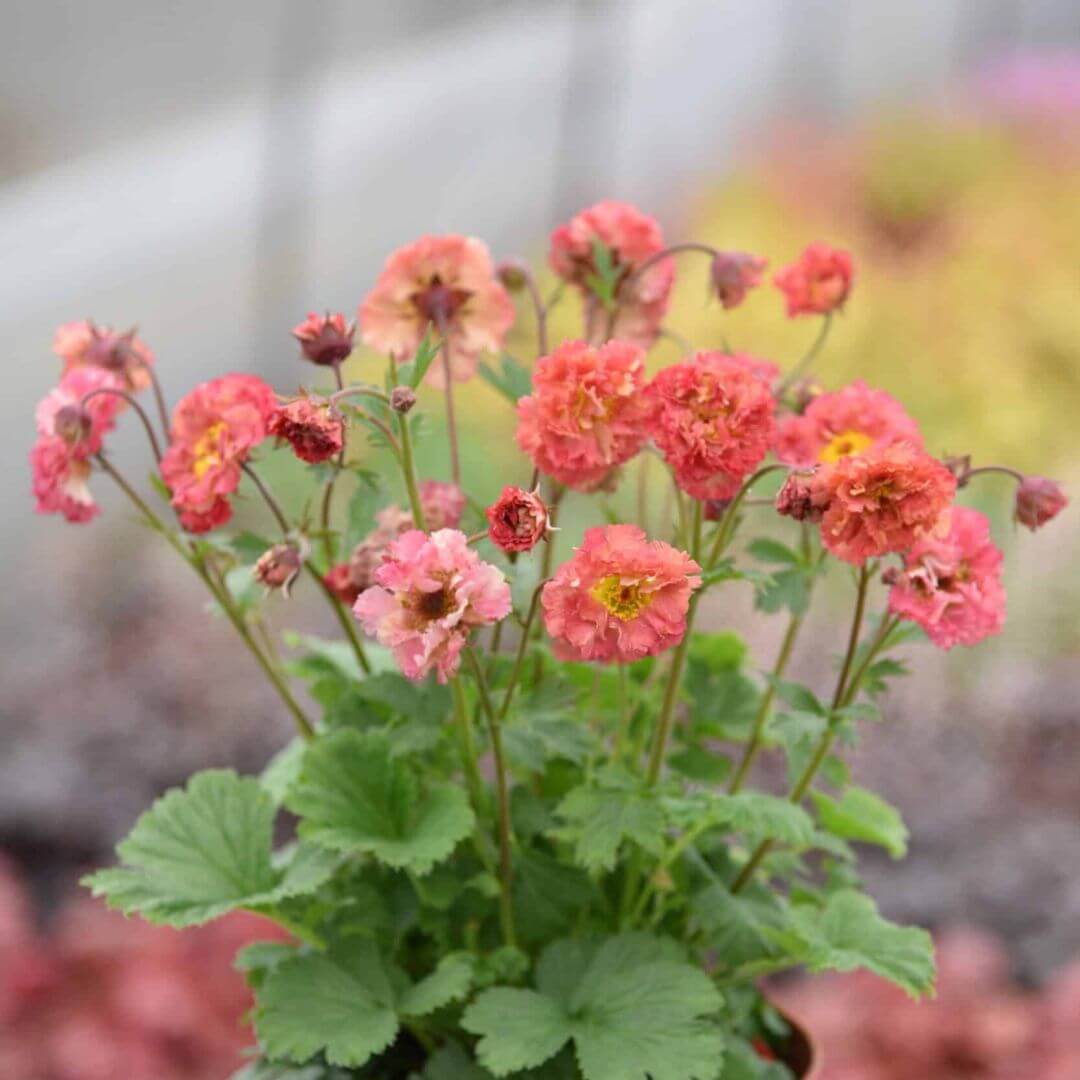 Kellukka 'Bohema Pink'