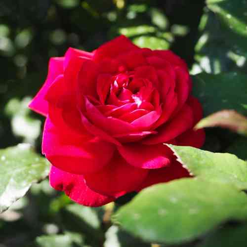 Ruusu 'Mona Lisa'