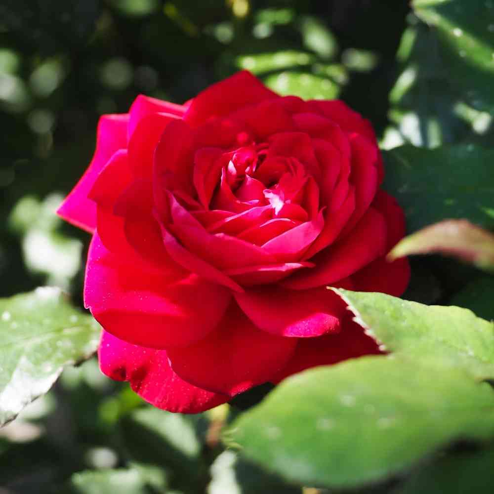 Ruusu 'Mona Lisa'