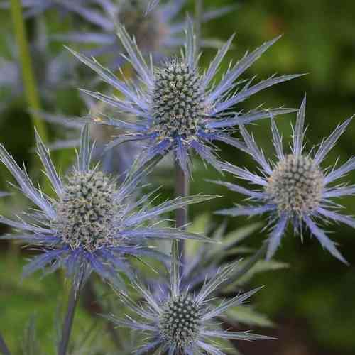 Komeapiikkiputki 'Big Blue'