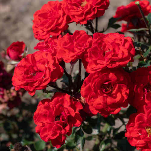 Patioruusu 'Zwergenfee'