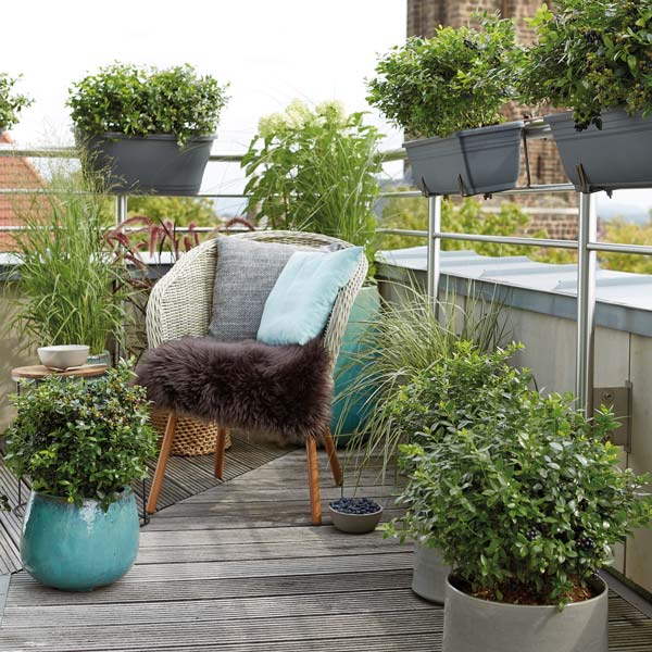 Pensasmustikka Brazelberry® 'BerryBux'