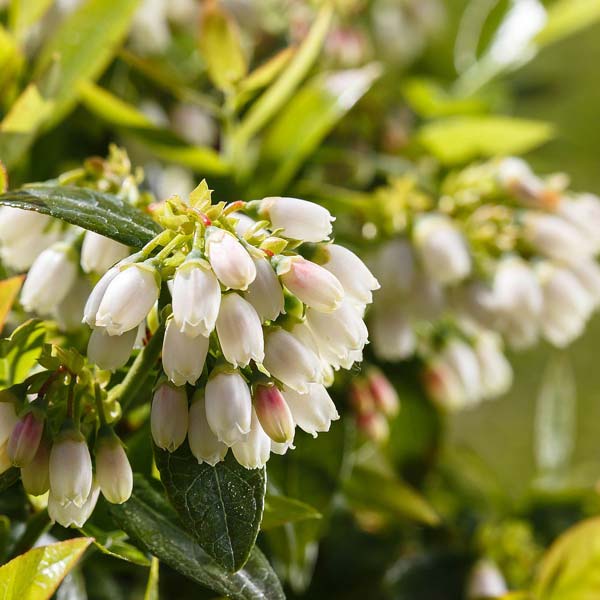 Pensasmustikka Brazelberry® 'BerryBux'